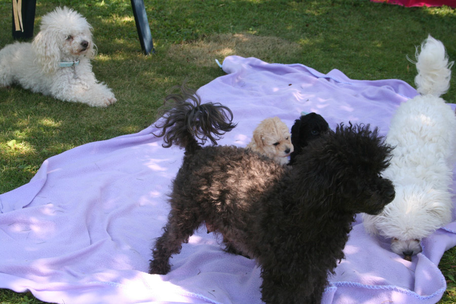 Welpen 9 6 14 (30) Kopie